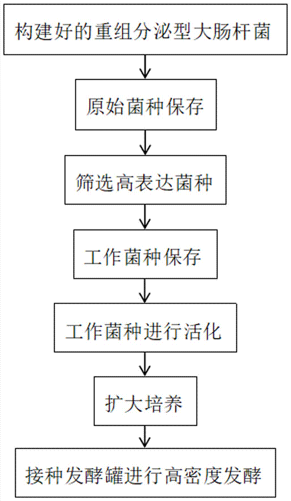 Recombinant secretory escherichia coli high-density fermentation method