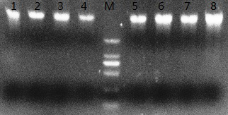 A simple and rapid DNA extraction method from chicken whole blood