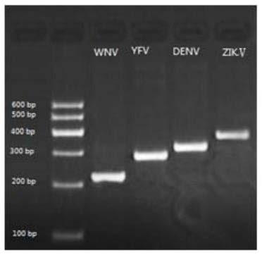 Rapid detecting primer set and kit of GeXP for detecting four kinds of flaviviruses simultaneously and application of rapid detecting kit