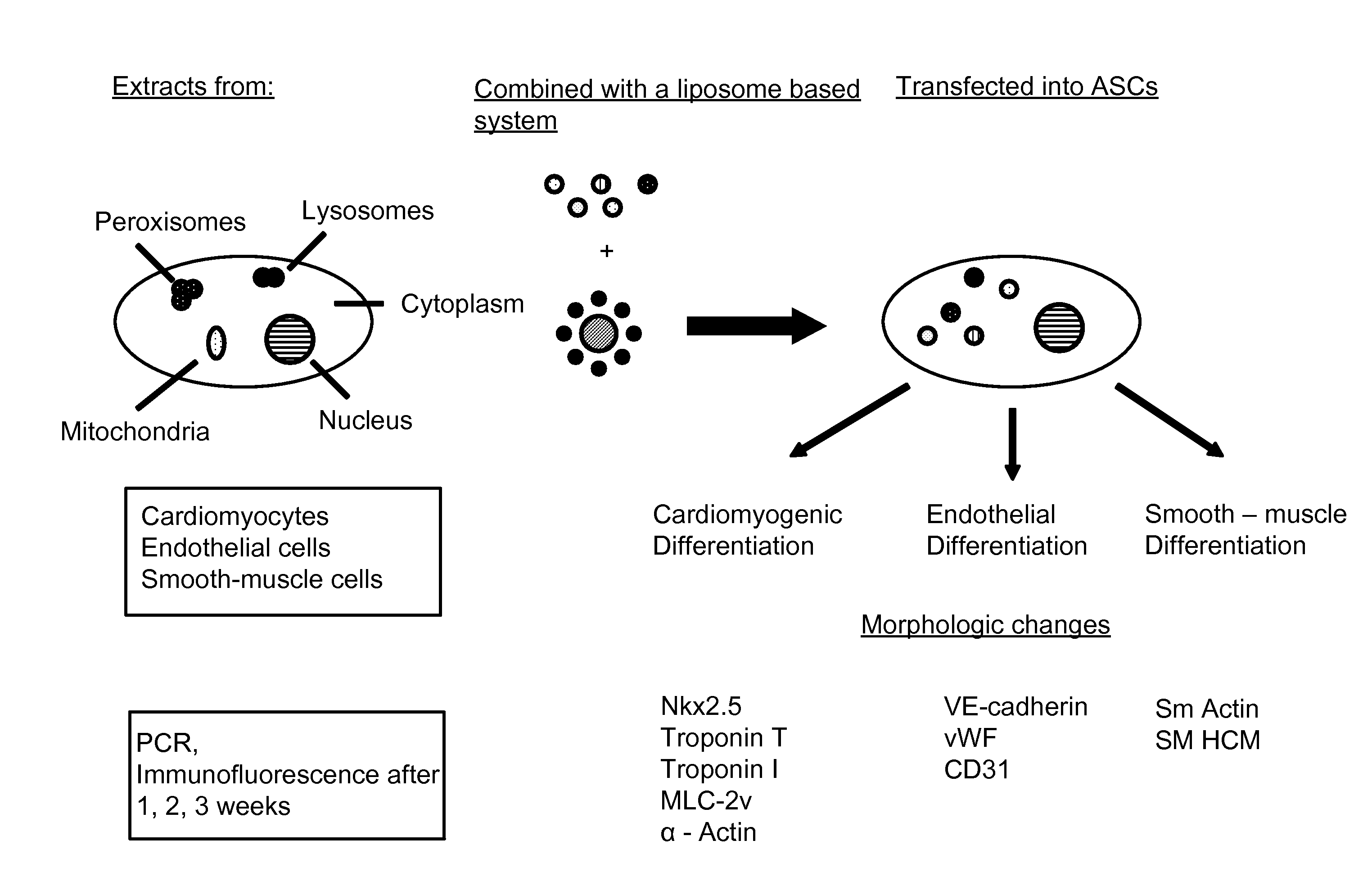 Liposome mediated delivery of lineage determining factors