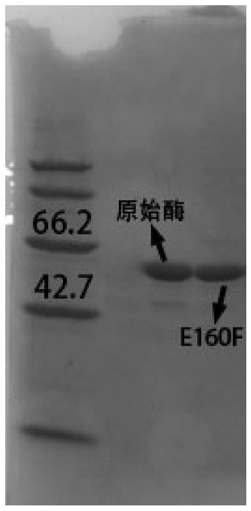 Difructose anhydride hydrolase mutant E160F with improved thermal stability