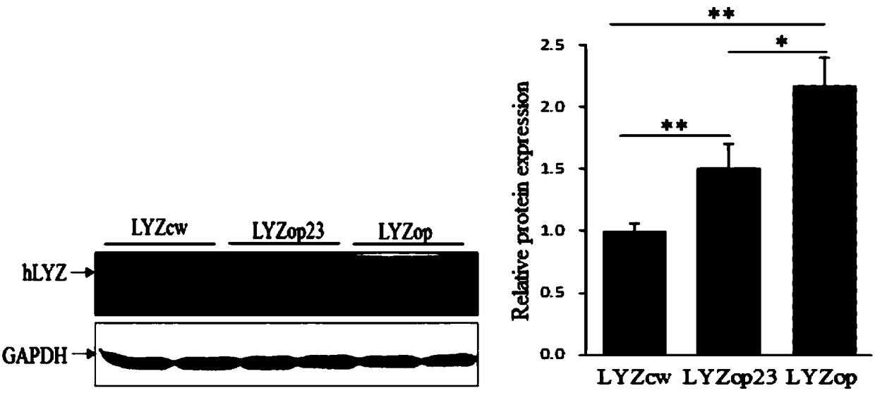 Codon optimized recombinant human lysozyme gene and application thereof