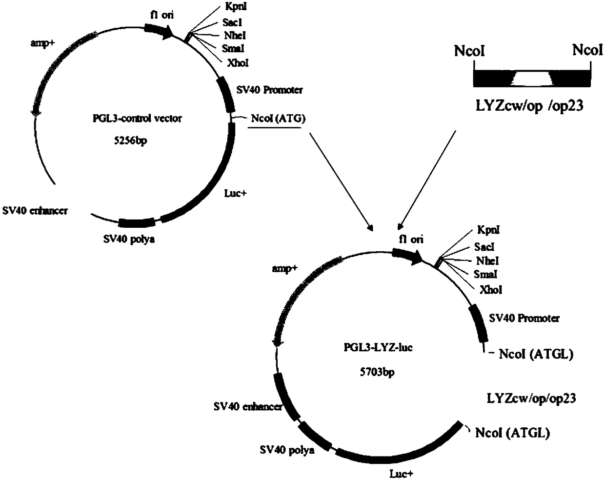 Codon optimized recombinant human lysozyme gene and application thereof