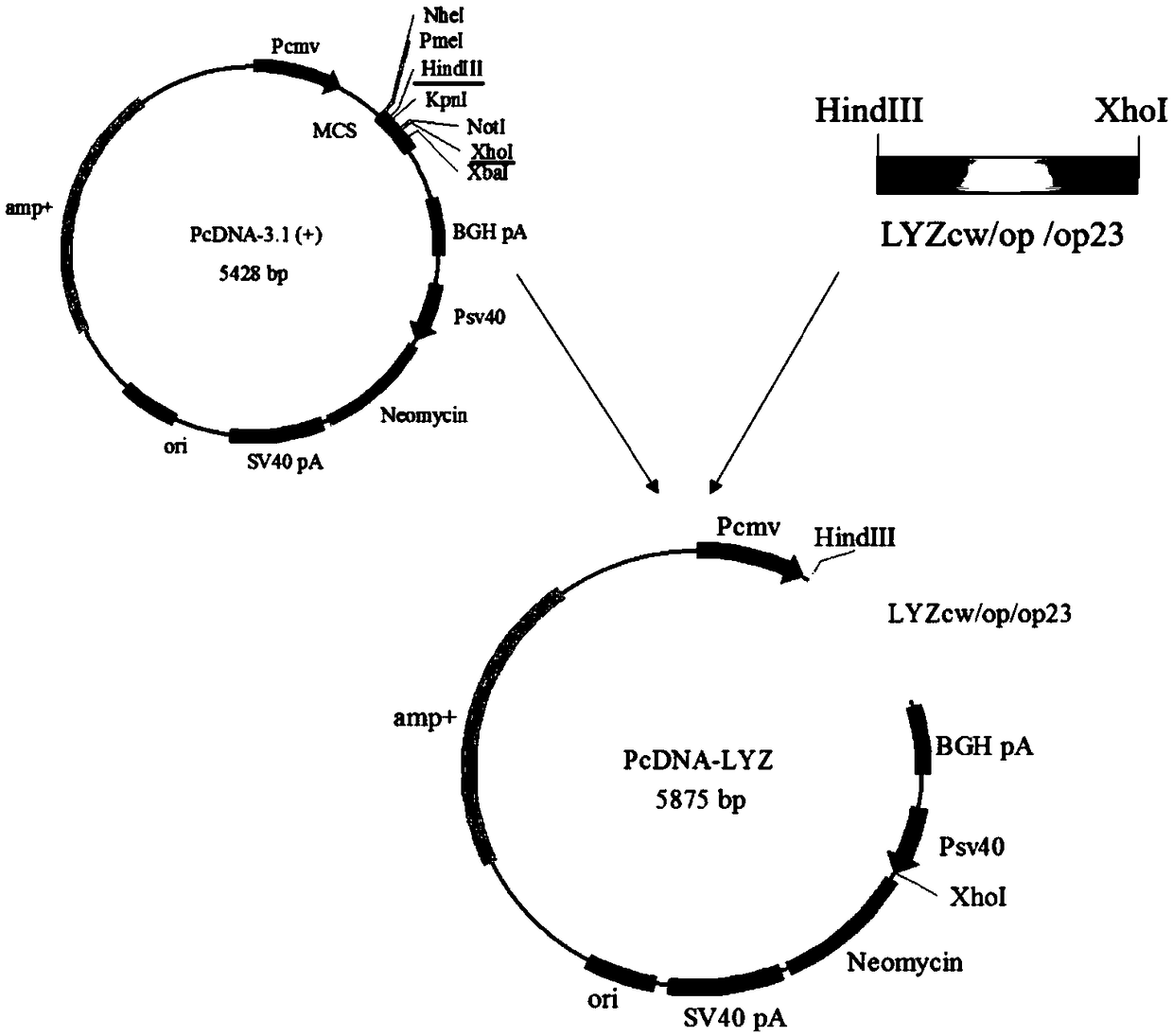 Codon optimized recombinant human lysozyme gene and application thereof