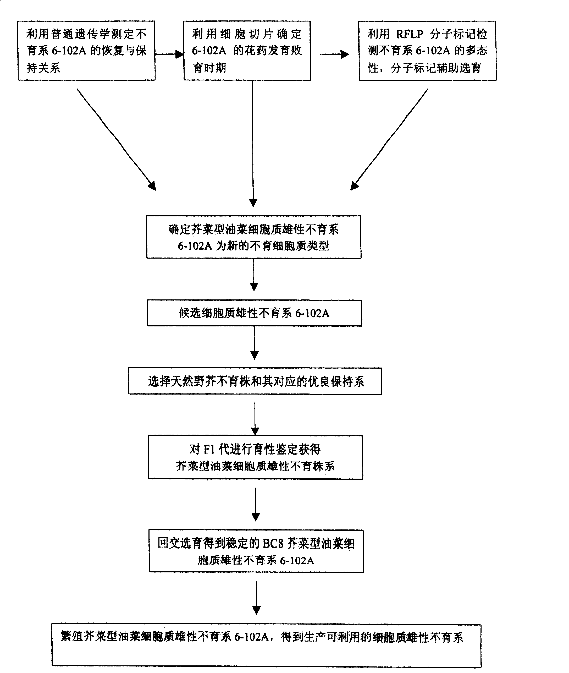 Selective breeding method for potherb mustard cytoplasm male sterile line