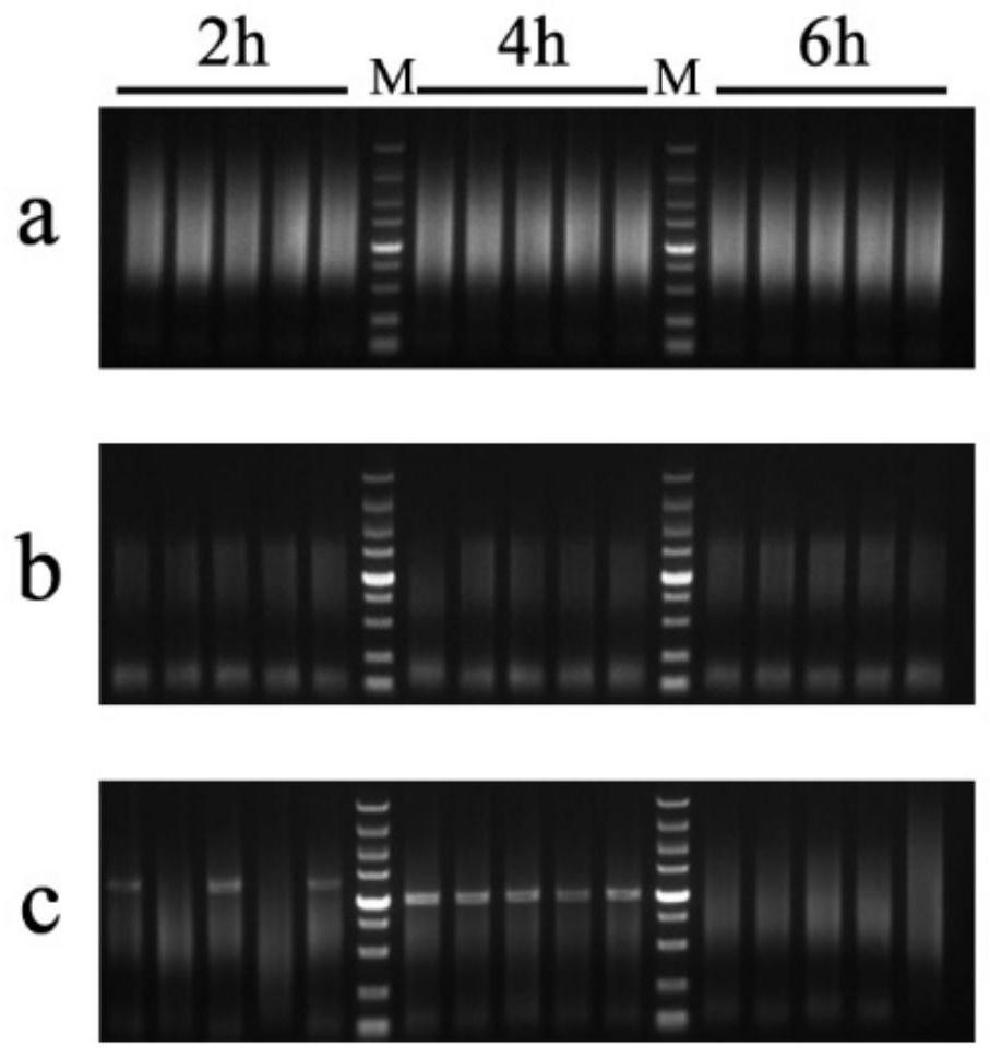 Method for constructing target protein interaction network based on high-throughput sequencing