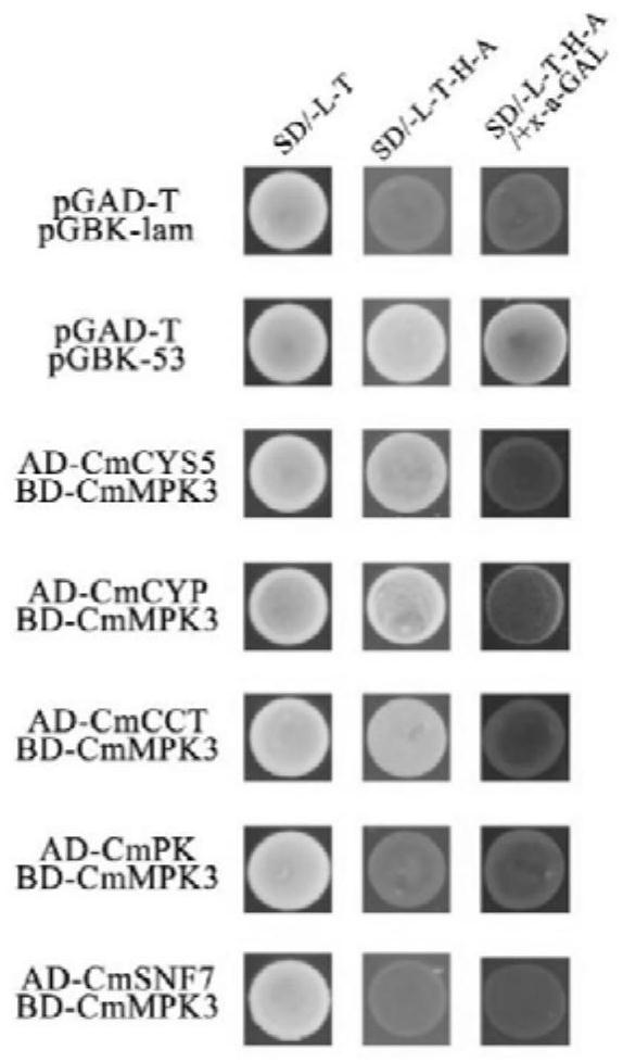 Method for constructing target protein interaction network based on high-throughput sequencing