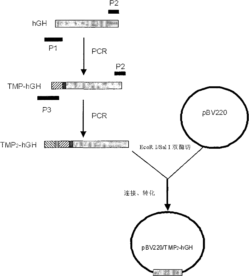 Fusion protein with high-efficient platelet-increasing role and preparation method thereof