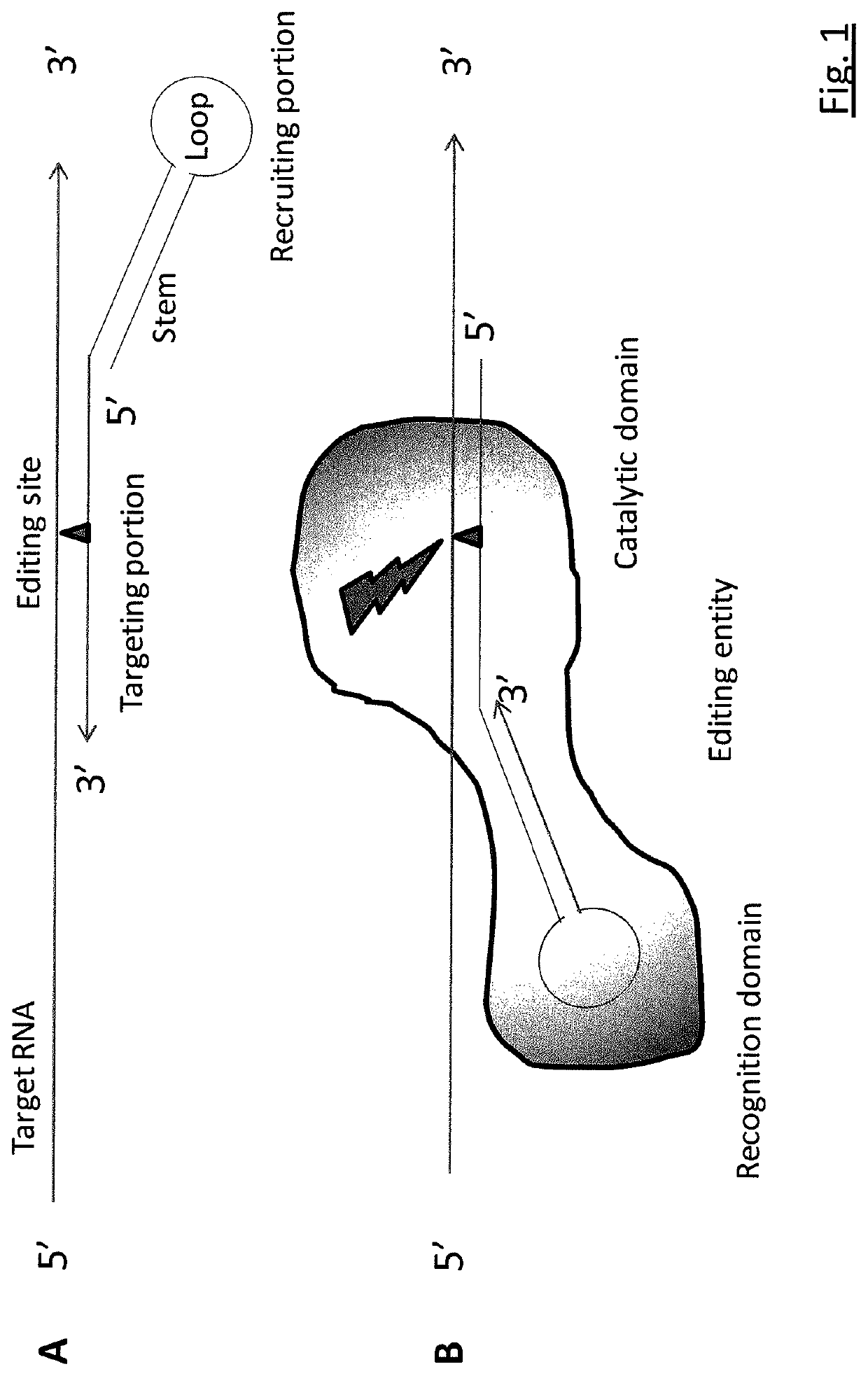 Targeted RNA editing