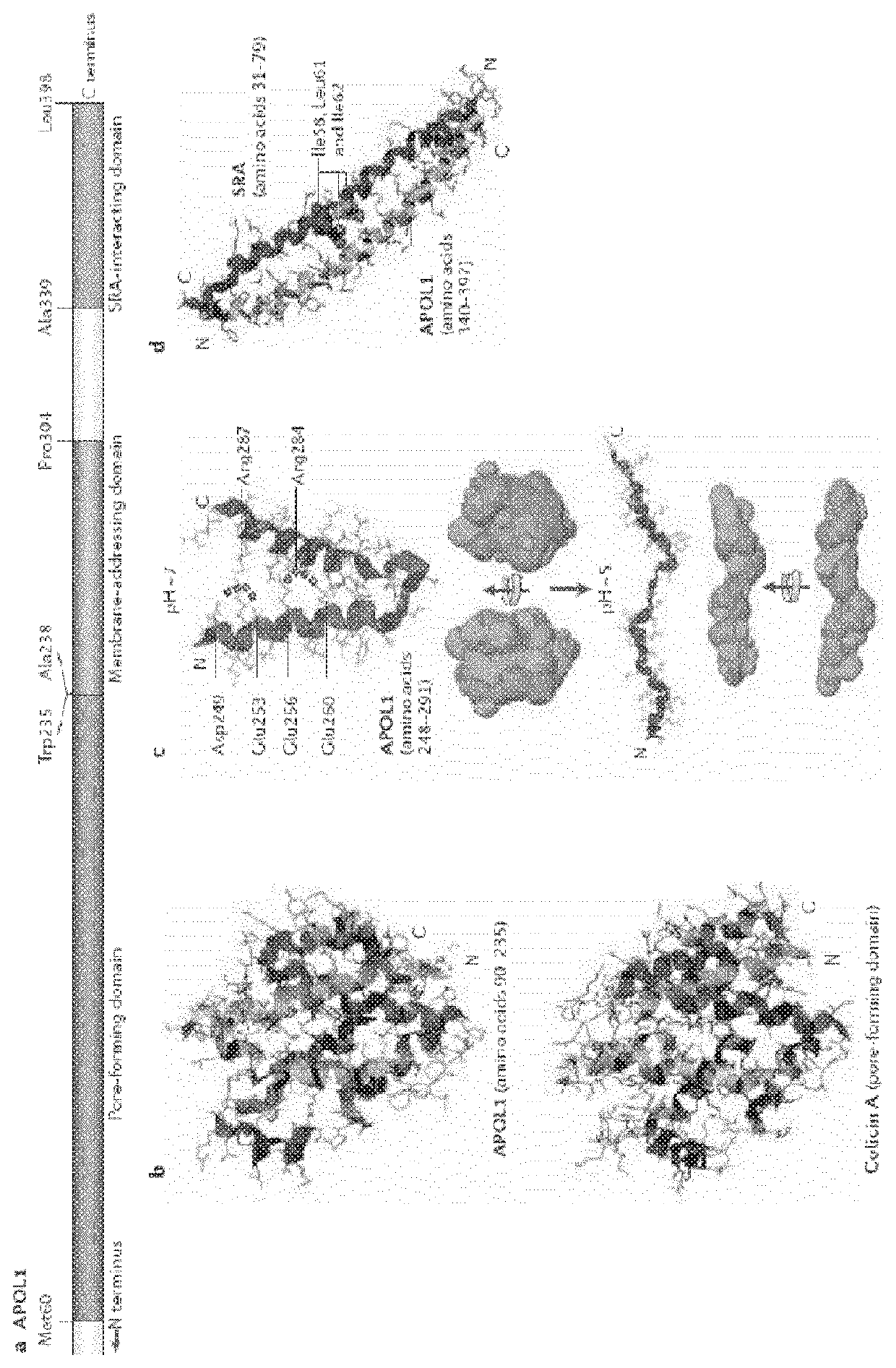 Compositions and methods for treating renal disease