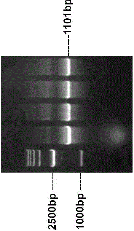 Methane-oxidizing bacteria separated from dairy cow feces and separation method thereof