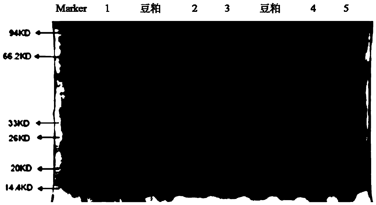 Preparation method of fermented soybean meal