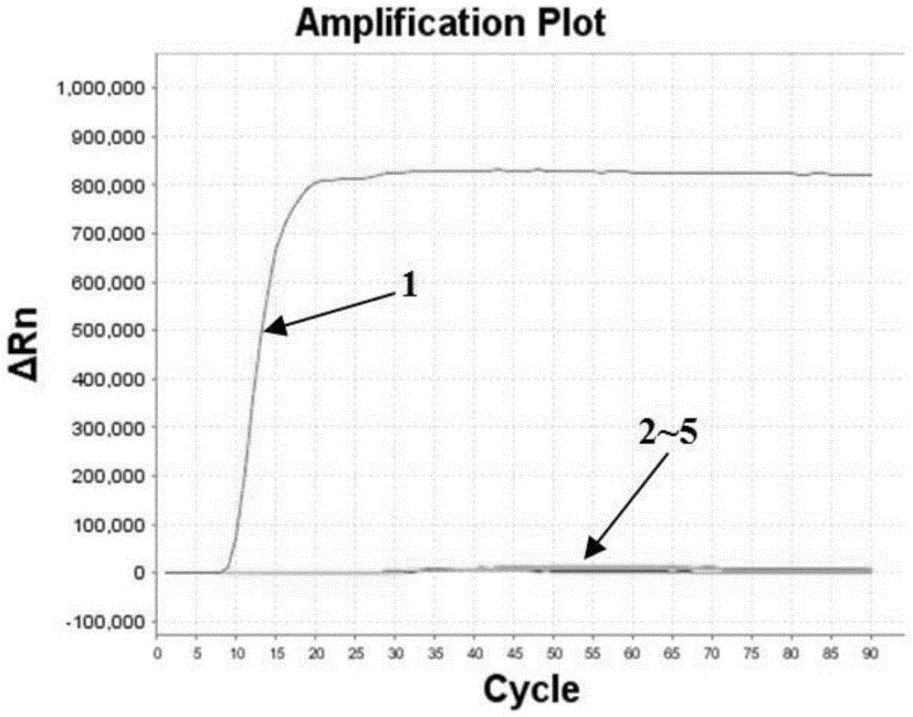 Isospora suis oocyst detection method based on LAMP real-time fluorescence and isospora suis oocyst detection primer