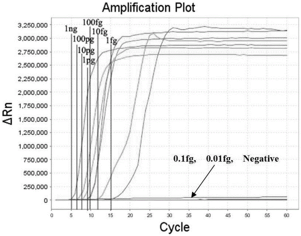 Isospora suis oocyst detection method based on LAMP real-time fluorescence and isospora suis oocyst detection primer