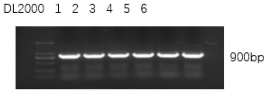 Expression vector of membrane protein YddG and expression and purification method of membrane protein YddG