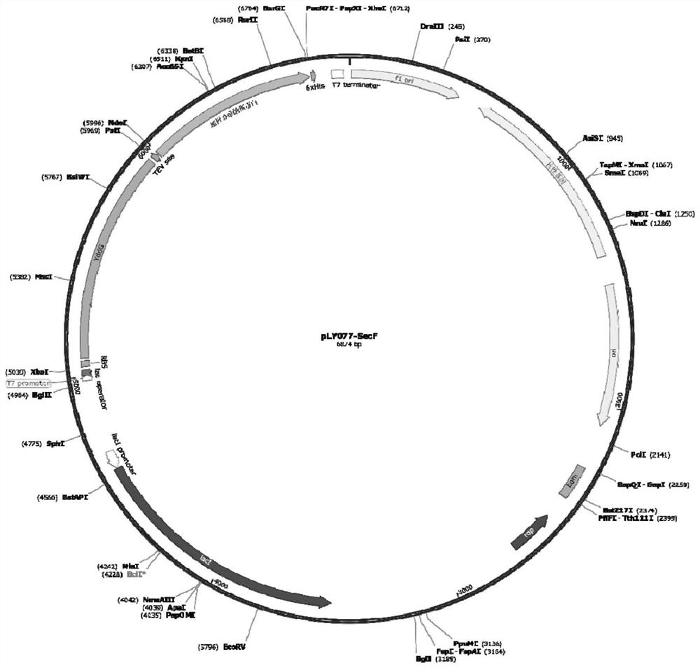 Expression vector of membrane protein YddG and expression and purification method of membrane protein YddG