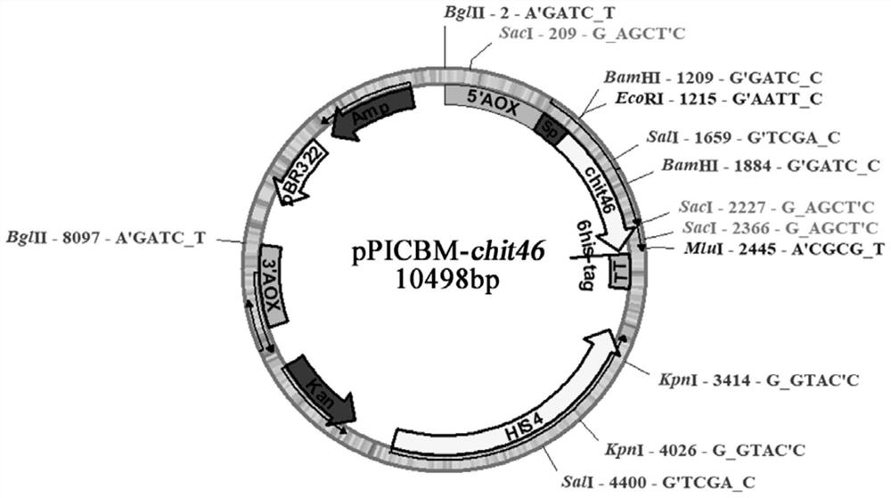 A kind of chitinase chit46 and its expression and purification method and application