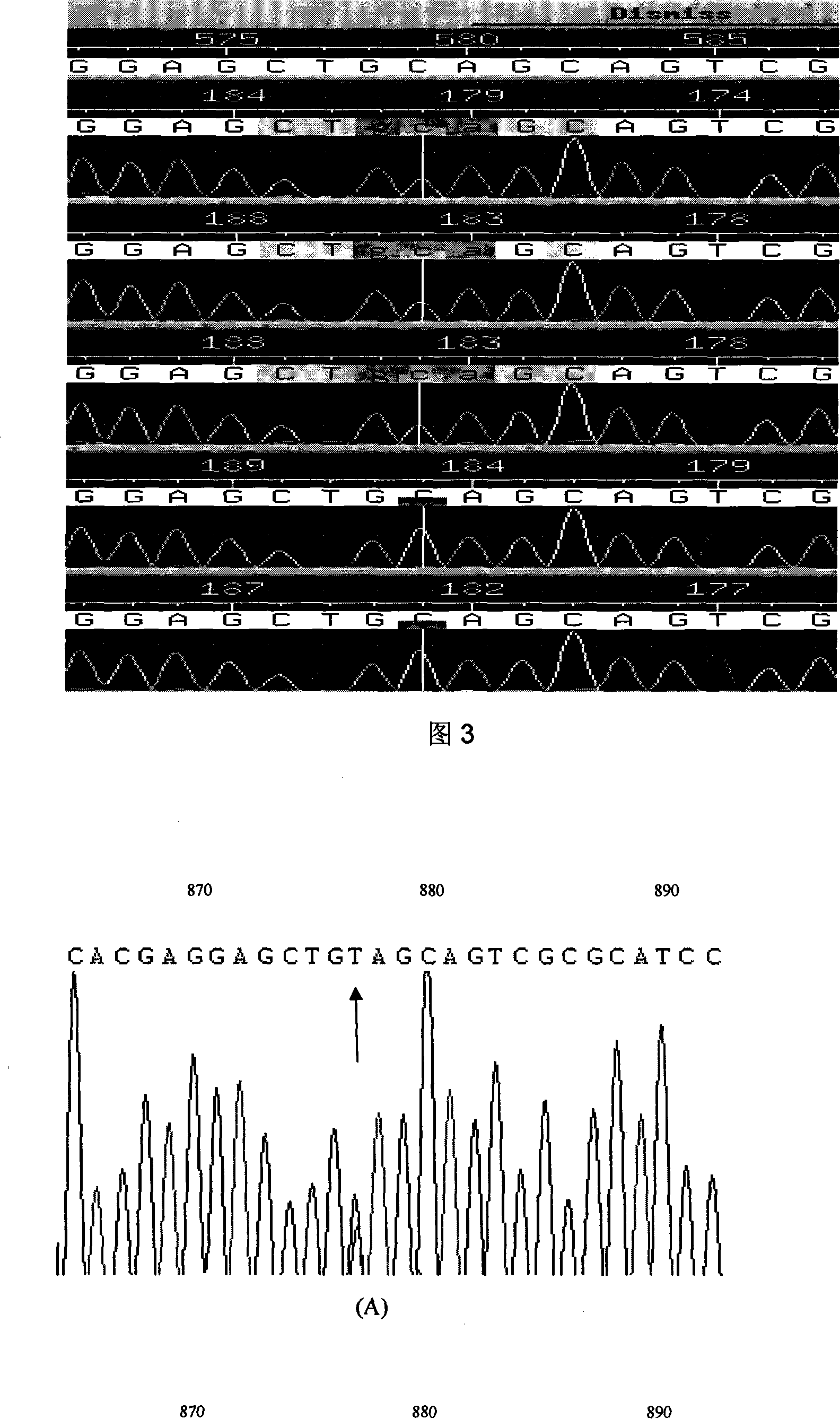 Expanding cardiomyopathy LMNA gene mutation and detecting method thereof