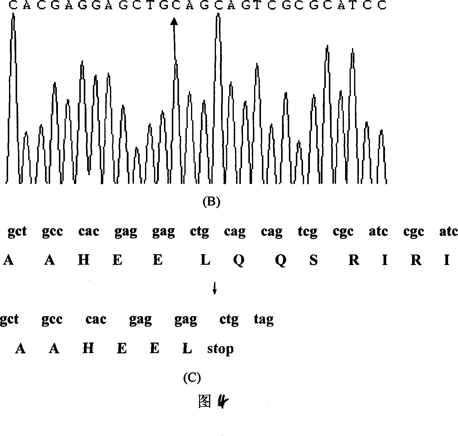 Expanding cardiomyopathy LMNA gene mutation and detecting method thereof