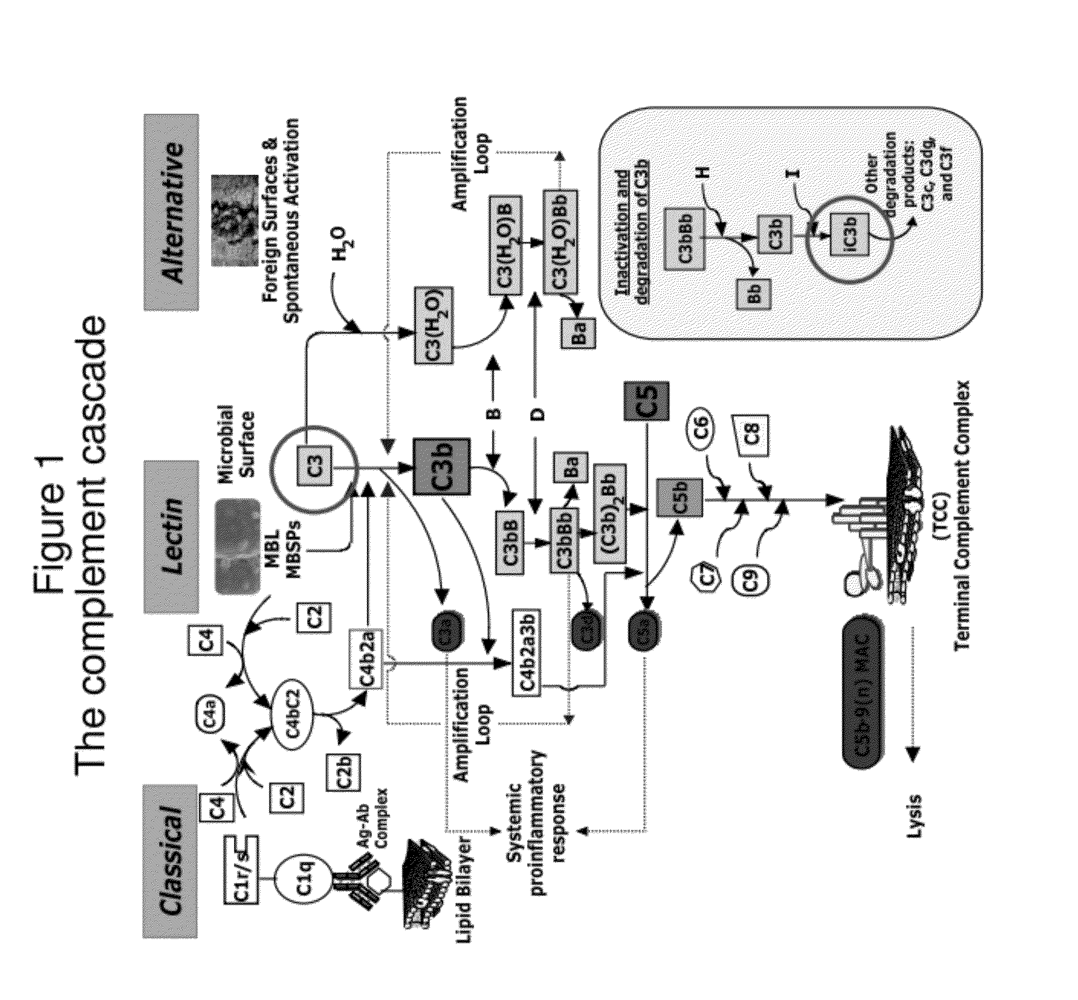 Lateral Flow Immunoassay for Complement Activation and Methods of Use for Point-of-Care Assessment of Complement-Associated Disorders