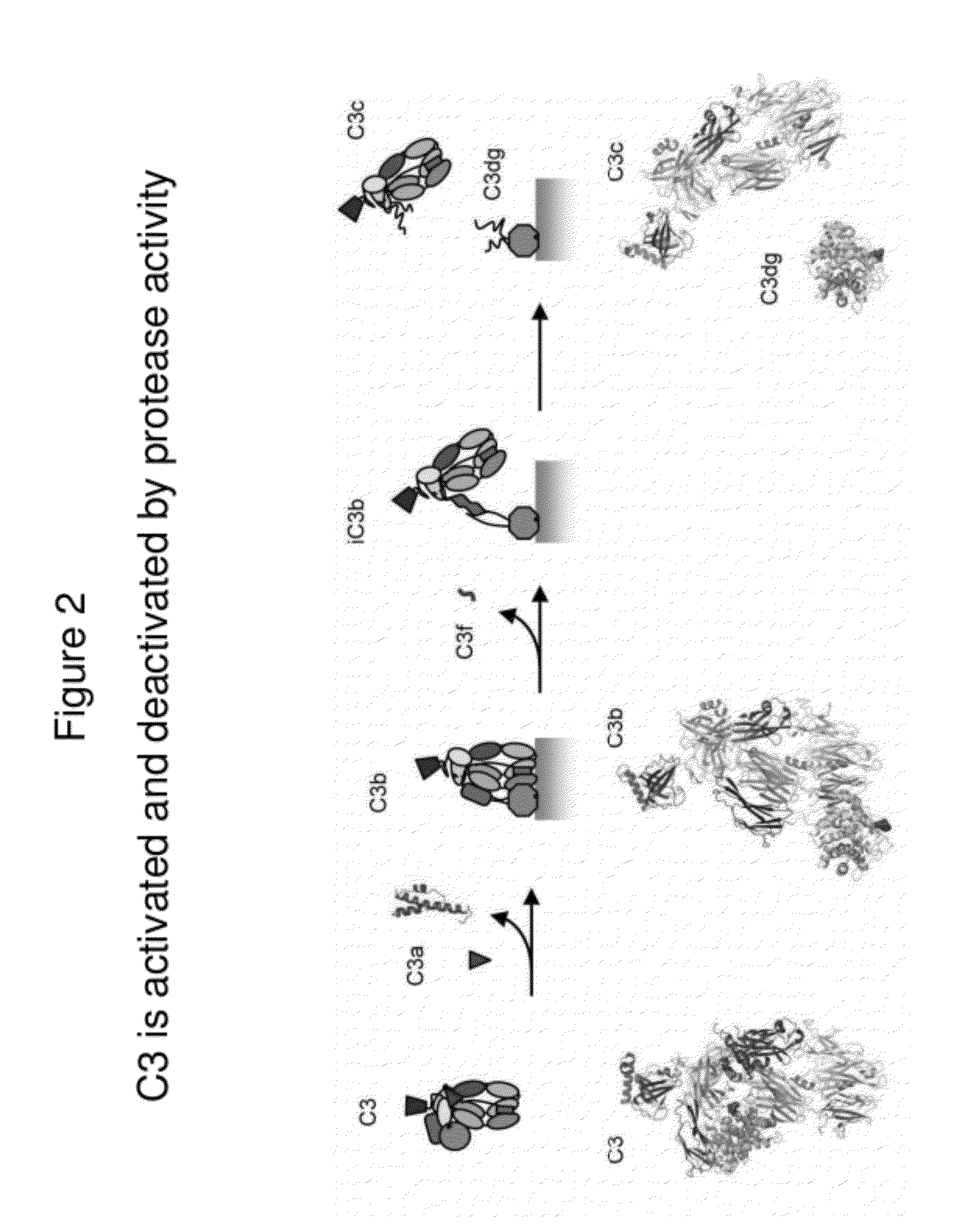 Lateral Flow Immunoassay for Complement Activation and Methods of Use for Point-of-Care Assessment of Complement-Associated Disorders