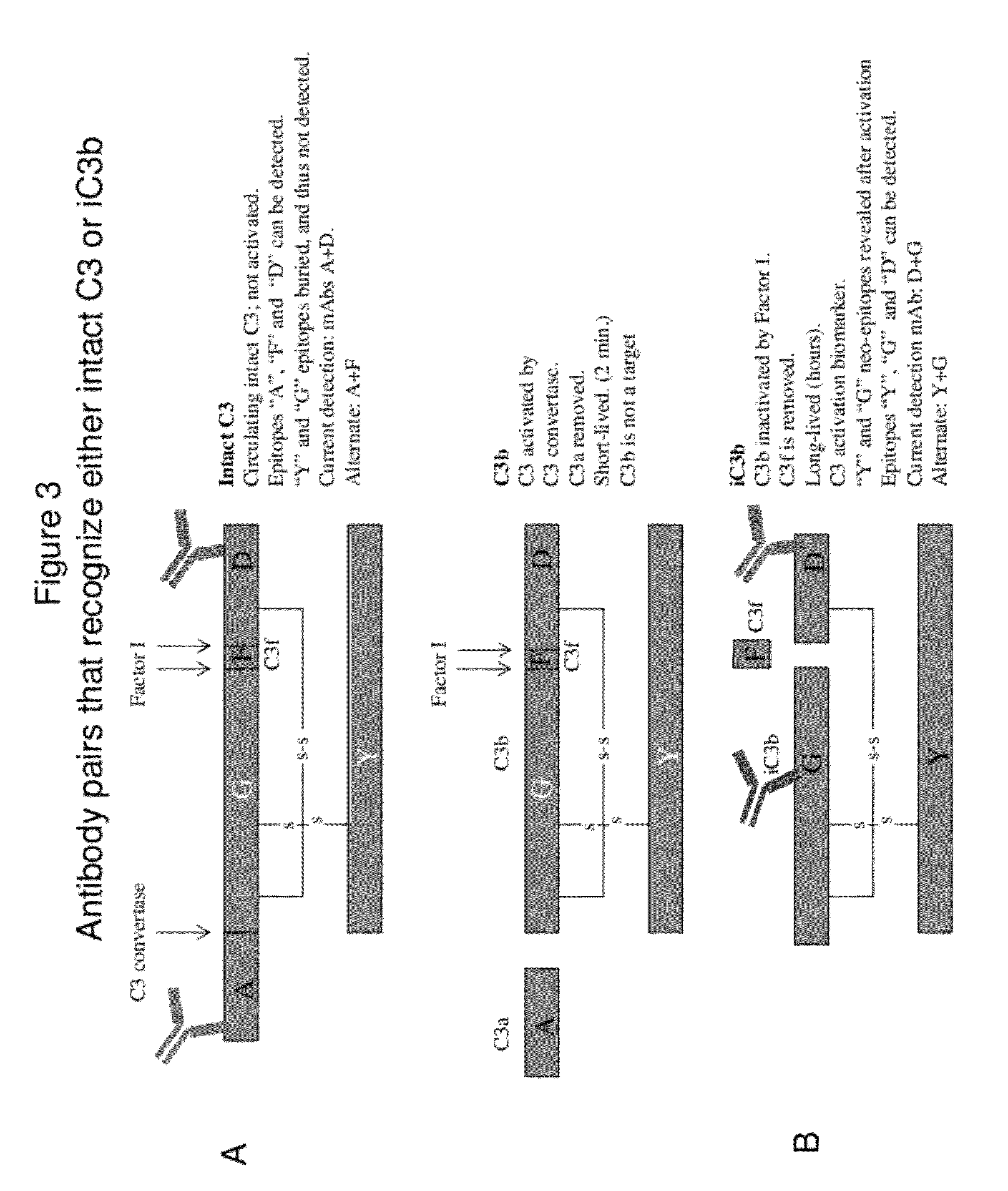 Lateral Flow Immunoassay for Complement Activation and Methods of Use for Point-of-Care Assessment of Complement-Associated Disorders