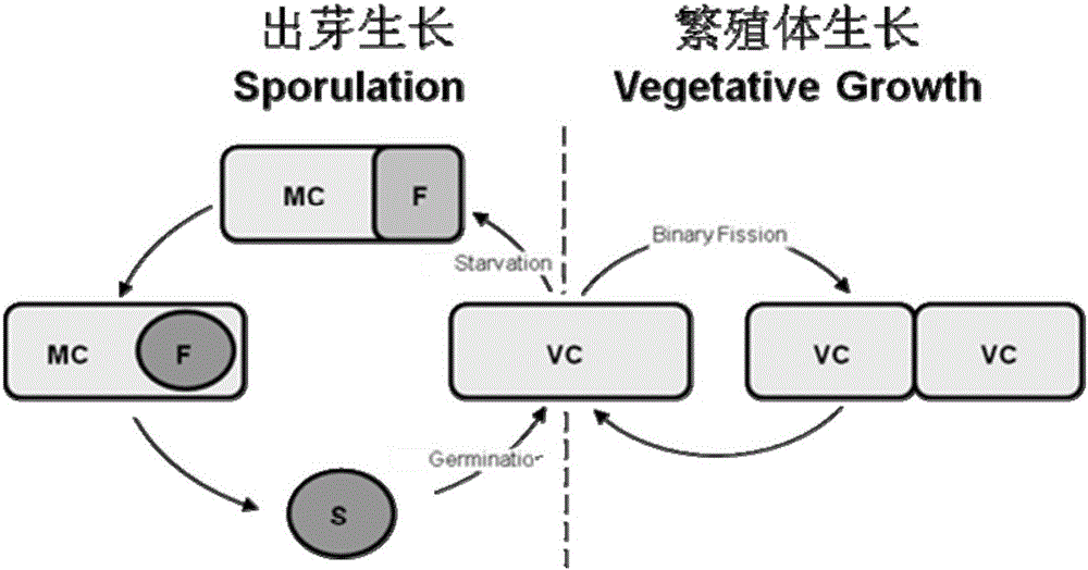 Construction method and application of avian influenza universal vaccine with spore probiotics as mucosal delivery vector