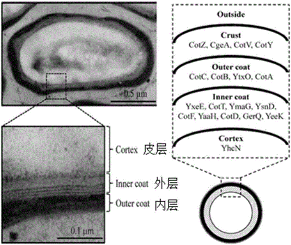 Construction method and application of avian influenza universal vaccine with spore probiotics as mucosal delivery vector