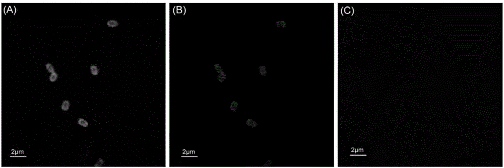 Construction method and application of avian influenza universal vaccine with spore probiotics as mucosal delivery vector