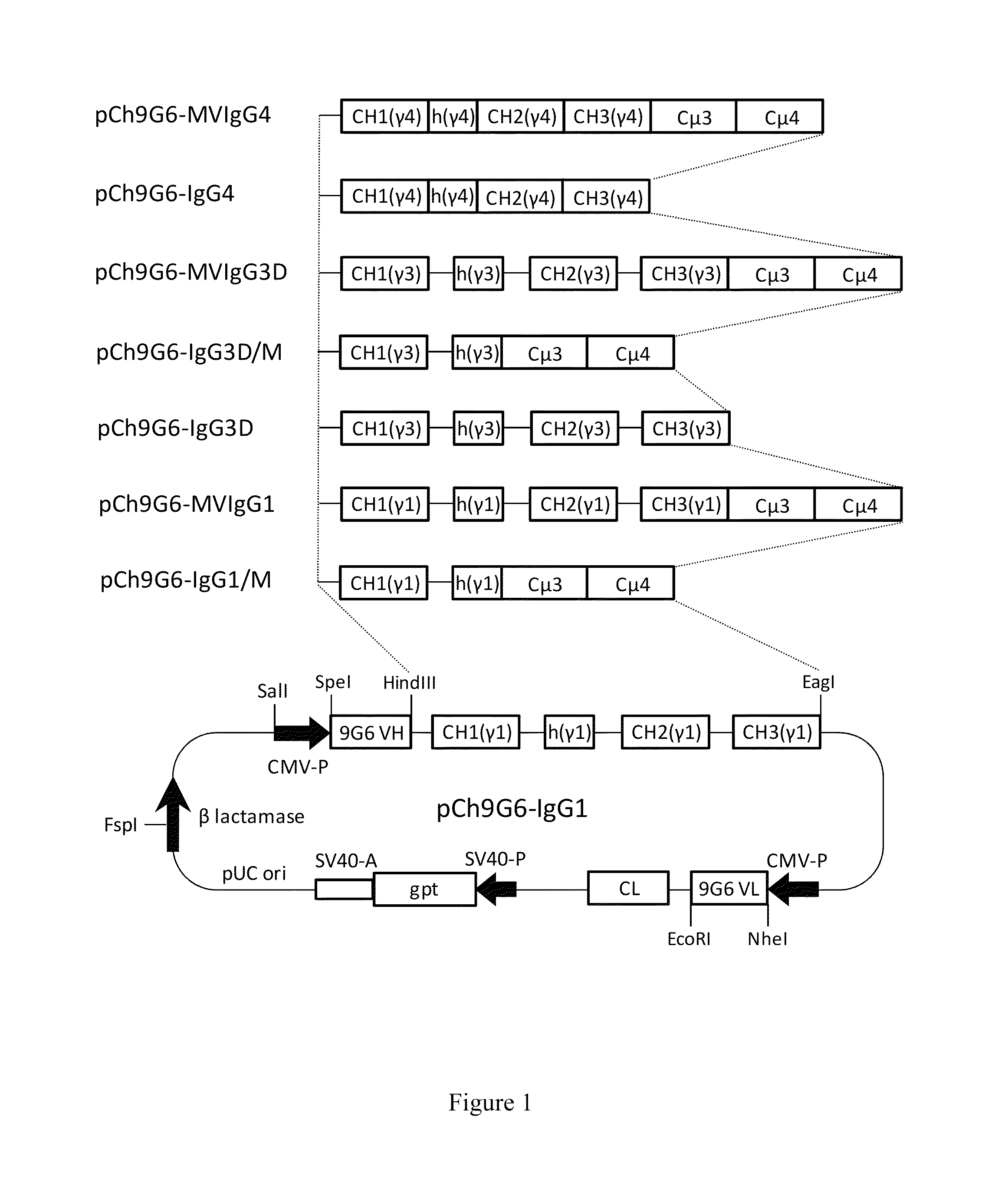 Hybrid constant regions