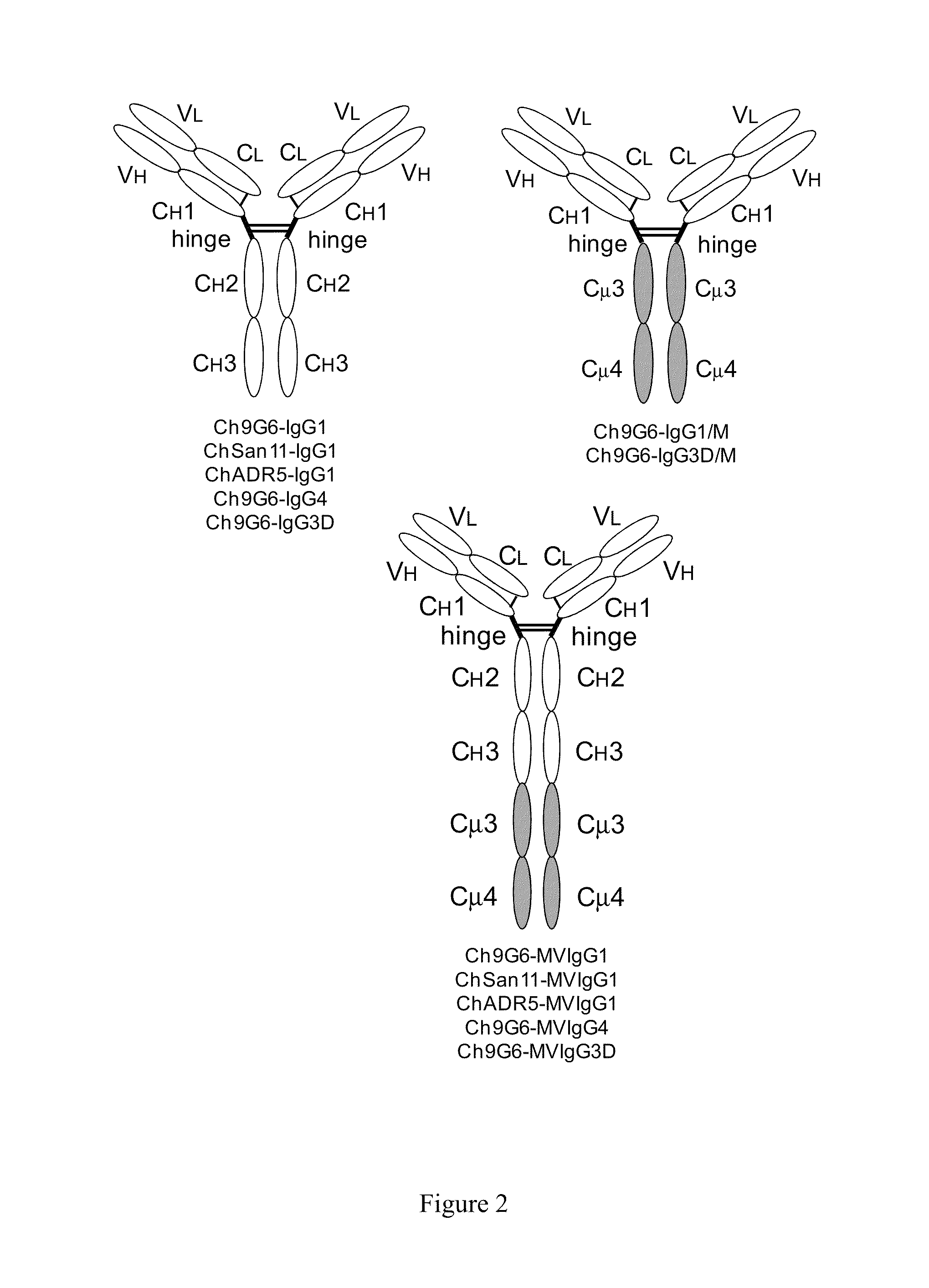 Hybrid constant regions