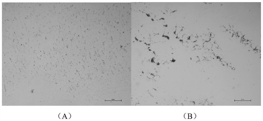 Preparation method and application of acid-resistant lactobacillus caseiwith high reproductive capacity