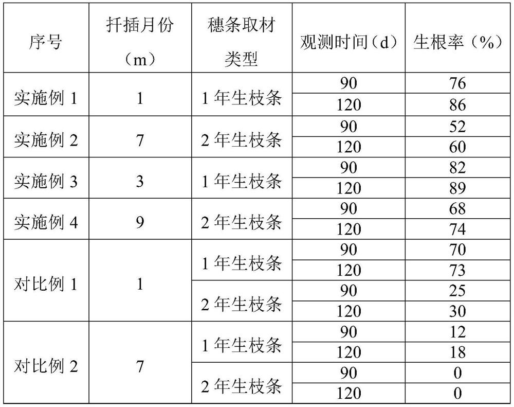 Hydroponic cutting seedling raising method for cephalotaxus hainanensis