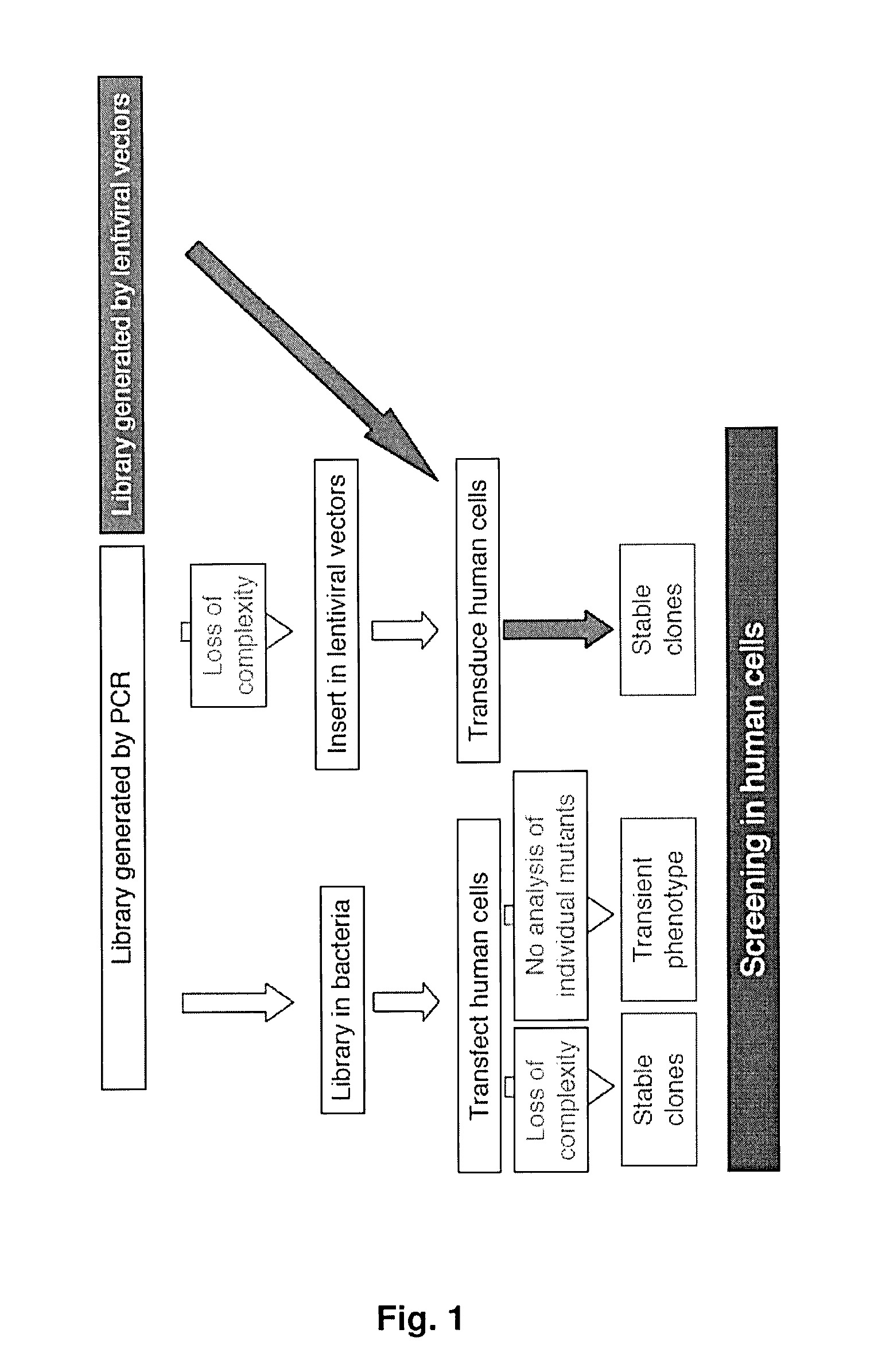 Lentiviral-based vector and its use in directed evolution of genomic regions, genes and polynucleotides