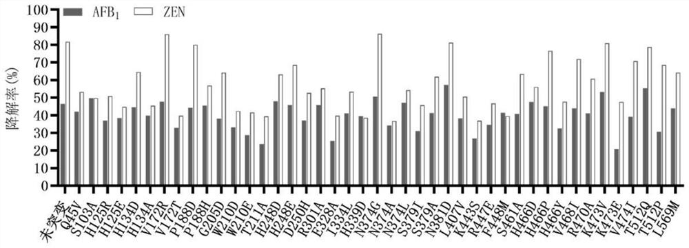 Construction method and application of mutant of fusion enzyme capable of simultaneously degrading aflatoxin B1 and zearalenone