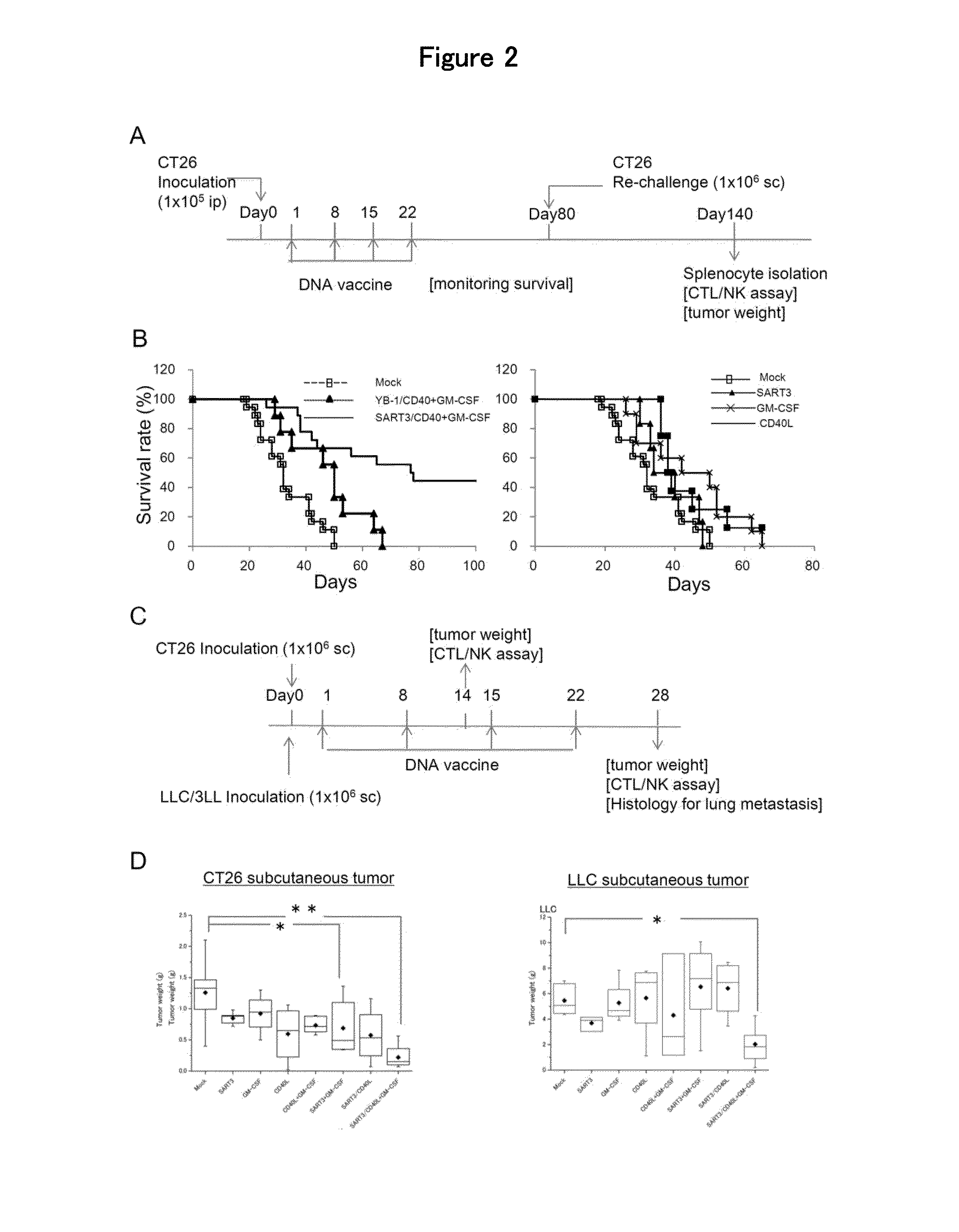 Anti-tumor DNA vaccine