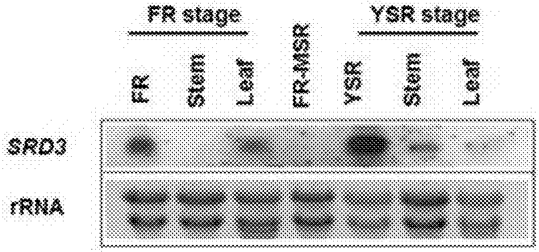 NOVEL GENE IbENOD93 AND TRANSGENIC PLANTS USING THE SAME