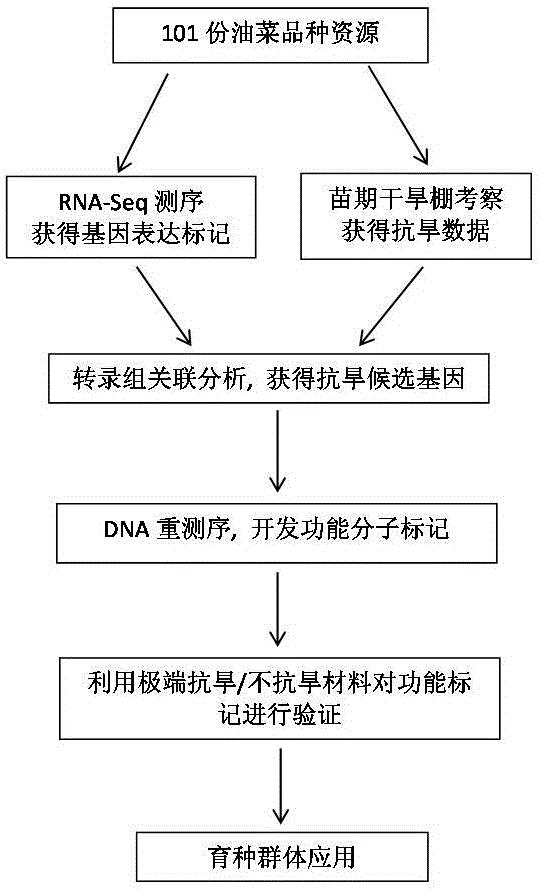 Functional marker associated with drought resistance of rape in seedling stage and application of functional marker