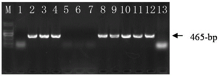 Functional marker associated with drought resistance of rape in seedling stage and application of functional marker