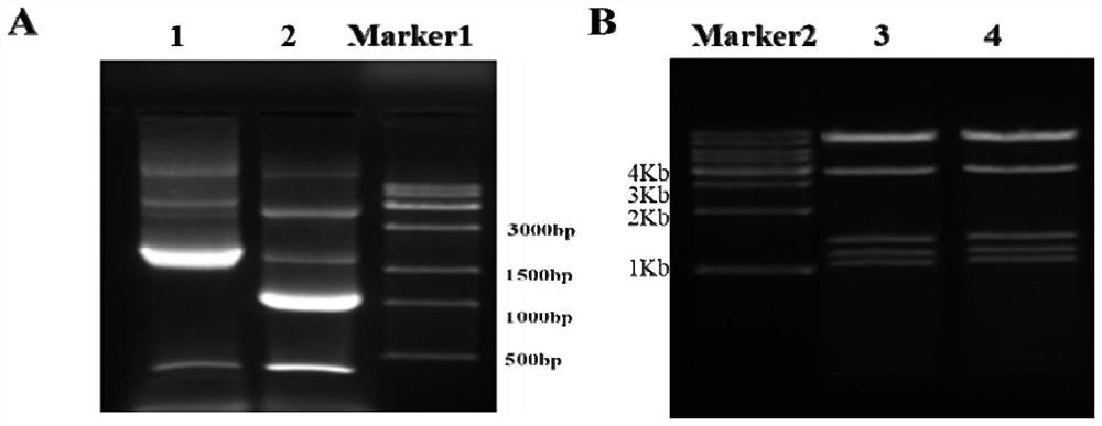 Avian influenza virus-like particle antigen, vaccine, preparation method of avian influenza virus-like particle antigen and application of avian influenza virus-like particle antigen or vaccine