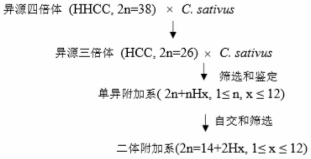 Methods for creating and identifying Cucumis sativus-Cucumis hystrix Chakr disomy additional line