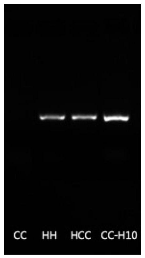 Methods for creating and identifying Cucumis sativus-Cucumis hystrix Chakr disomy additional line