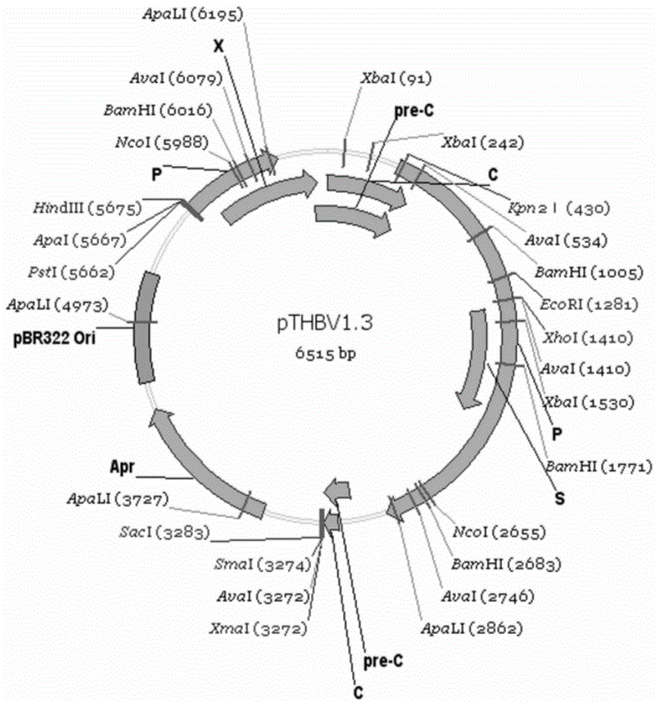 Hepatitis B virus gene eukaryotic expression vector encoding tc chimeric core protein and its construction method