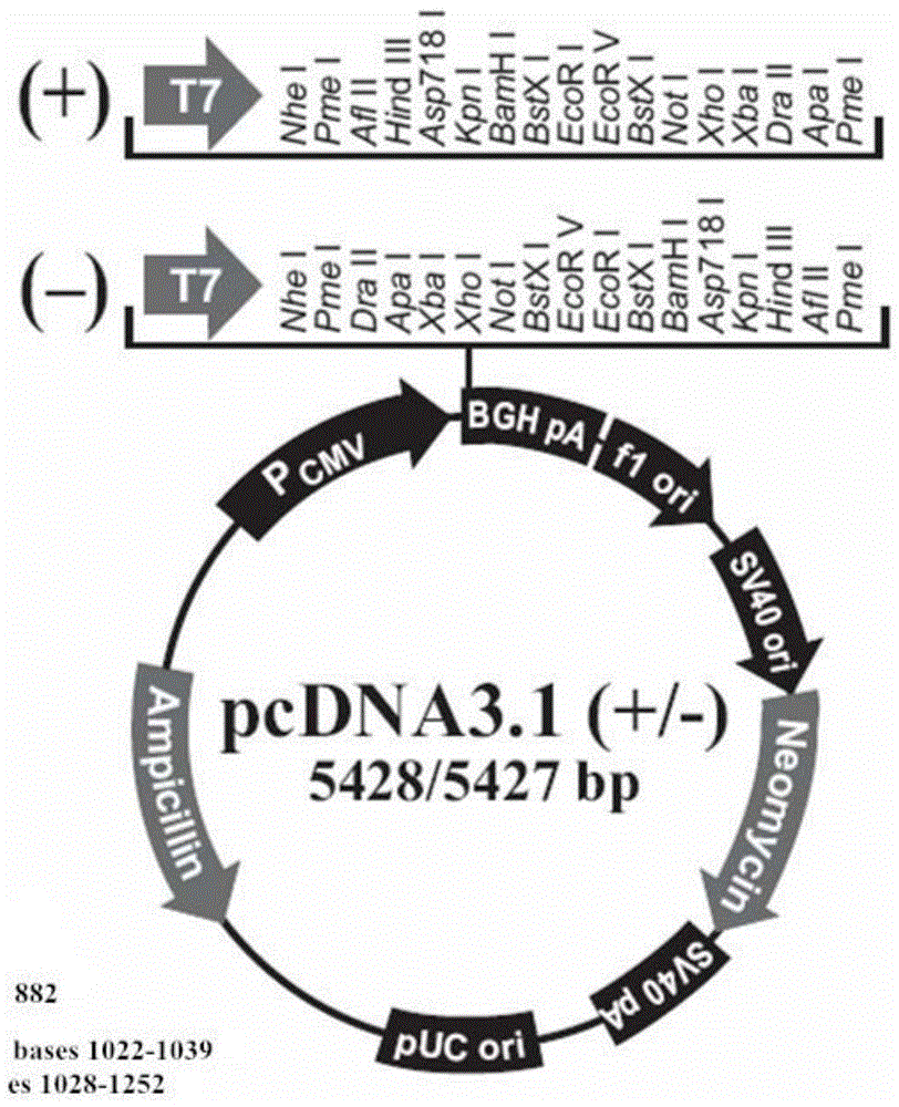 Hepatitis B virus gene eukaryotic expression vector encoding tc chimeric core protein and its construction method