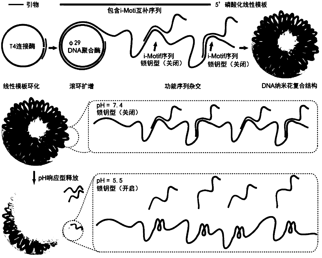 DNA nano flower-shaped composite structure as well as preparation method and application thereof