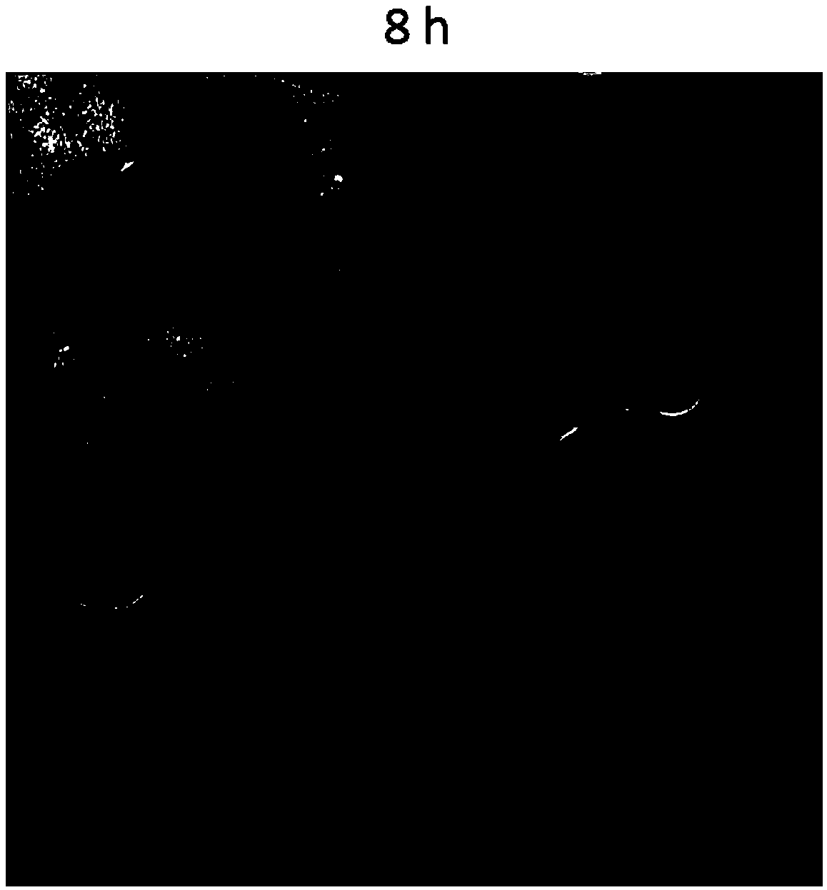 DNA nano flower-shaped composite structure as well as preparation method and application thereof