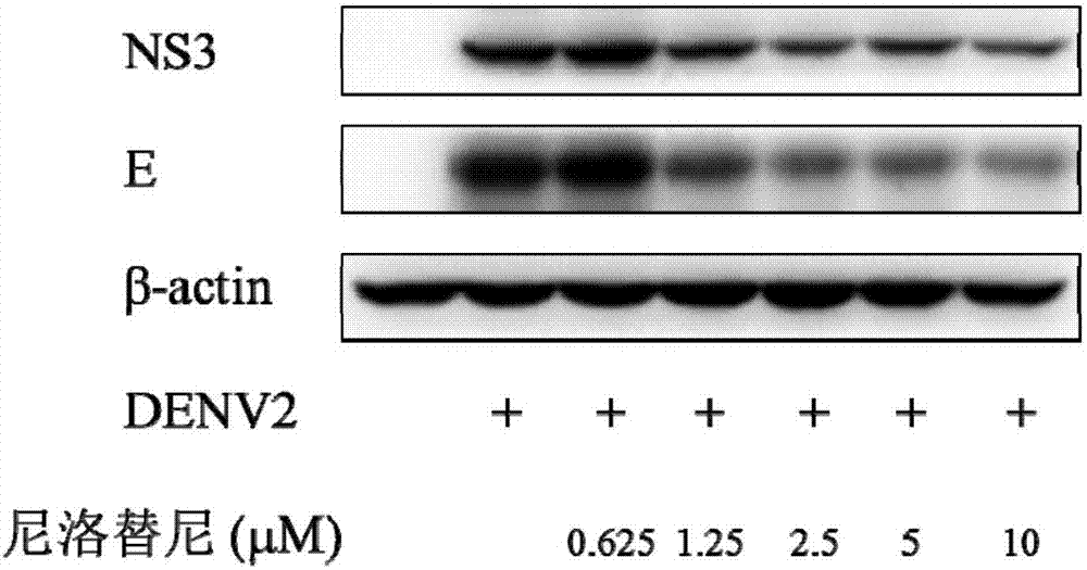 Nilotinib as medicine for treating dengue virus infection and pharmaceutical application thereof