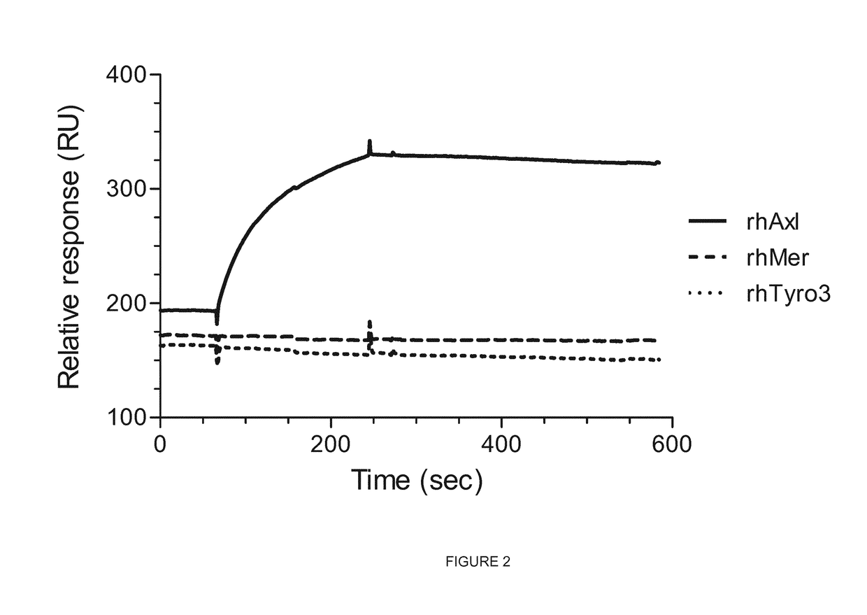 Anti-axl antibodies