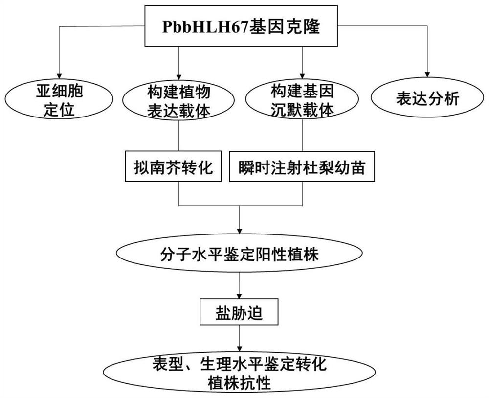 Pyrus betulaefolia salt-tolerant gene, protein, recombinant vector and application