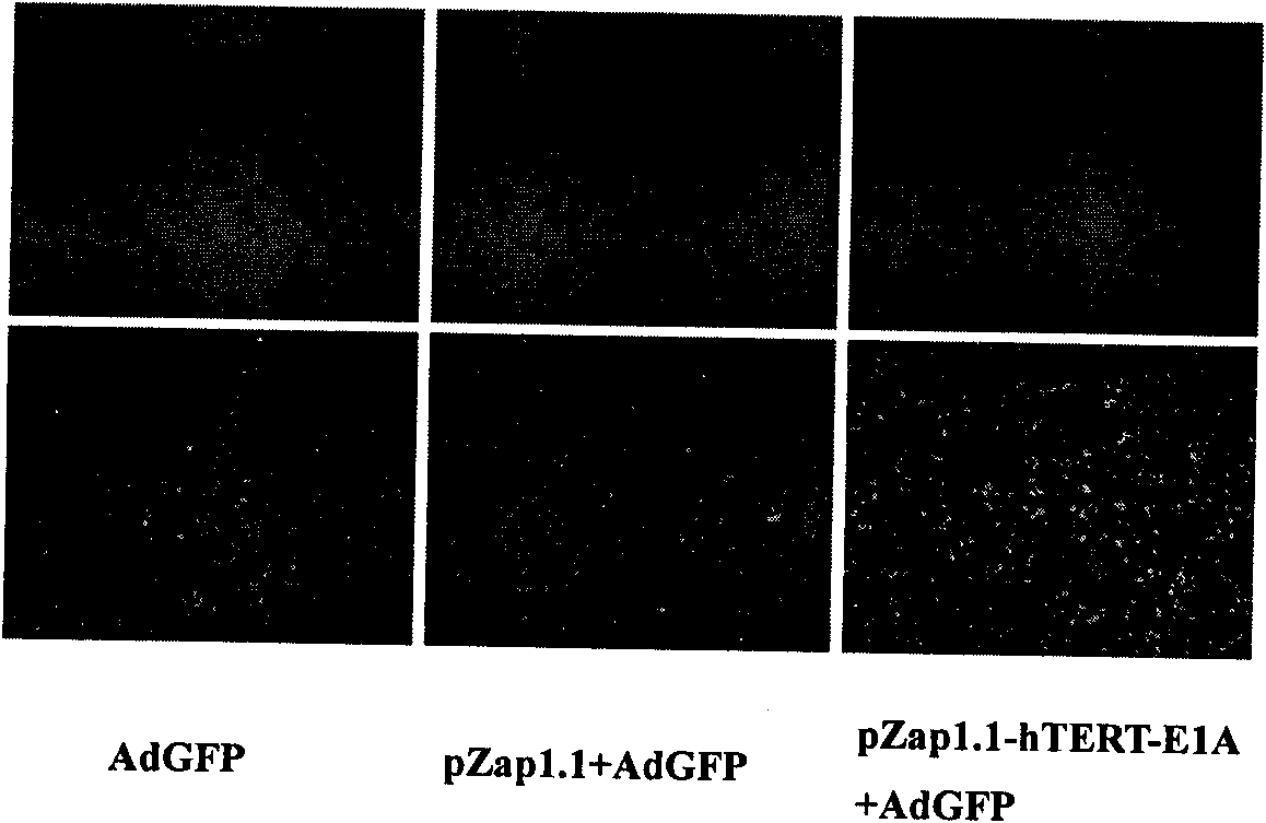 Method for selectively replicating replication-defective adenovirus and application